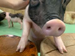 小香猪-藦茜花园宠物主题亲子互动体验馆(国顺东路店)