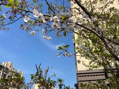 -高东镇樱花园
