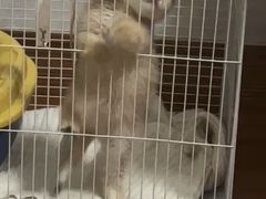 -欣宠猫屋·矮脚拿破仑·蓝金金渐层