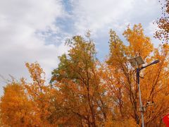 -金塔沙漠胡杨林景区