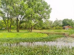 -西溪国家湿地公园