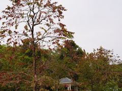 -火炉山森林公园