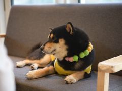 -南京Hallo宠物乐园·哈罗犬舍·柴犬繁育基地