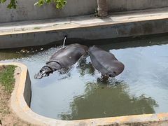 -西霞口神雕山野生动物世界