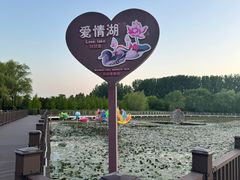 -滕州微山湖红荷湿地景区