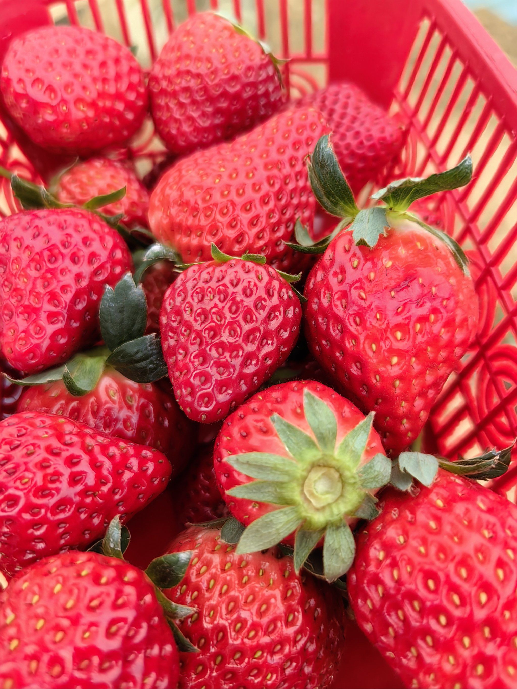 一次愉快的亲子草莓采摘体验