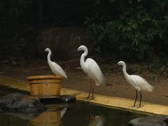 -珠海长隆海洋王国