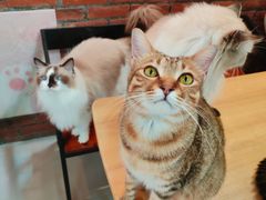 -豆逗聊愈猫阁Easy Life