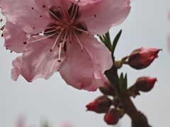 -南汇桃花村