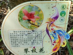 -西双版纳原始森林公园
