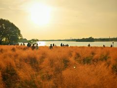 -贡湖湾湿地公园