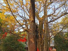 -西湖风景区十里琅珰-五云山