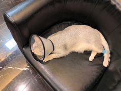 -宠颐生斯嘉宠物医院·急重症·心内科(谷阳北路分院)