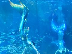 -海合安成都极地海洋公园