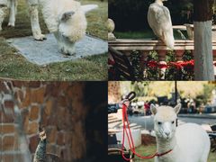 -J Create城市露营咖啡·简餐·宠物(上海动物园店)