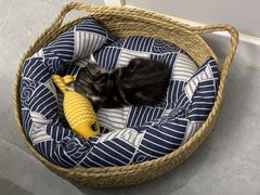 -pd派德宠物中心医院24H急重症·眼科中心·血液透析中心(嵩山北路店)