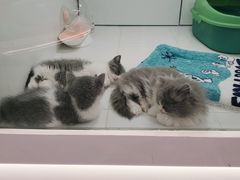 -1013 PET SHOP精品宠物商店(丁香店)