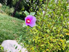 -武清南湖绿博园