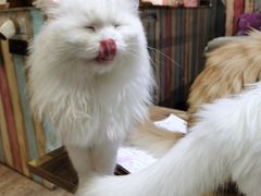 -小时光咖啡馆(开森度假森林店)