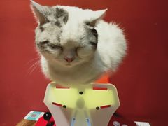 -猫色咖啡·猫咖
