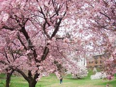 -樱花山风景区