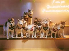 -Husky Go! 哈士奇体验馆·宠物咖啡厅狗咖