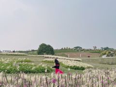 -空港花田景区