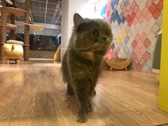 -猫冇咖·家门口的撸猫馆(大融城店)