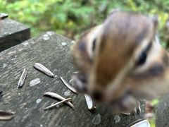 -五营红松林海景区