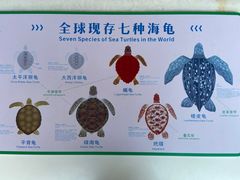 -广东惠东海龟国家级自然保护区