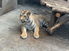 -西安秦岭野生动物园