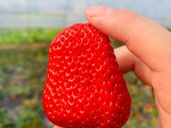 -恒绿农产品草莓采摘园