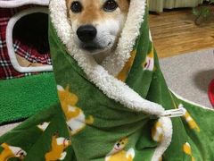 -瑞鹏宠物医院犬猫全科(真大分院)