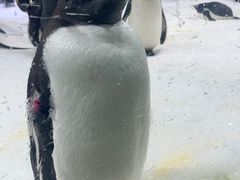 -杭州长乔极地海洋公园