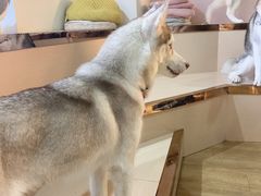 -Husky Go! 哈士奇体验馆·宠物咖啡厅狗咖
