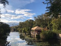 -奥兰多迪士尼动物王国乐园