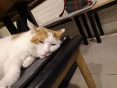 -平行世界·猫咖(首经贸店)
