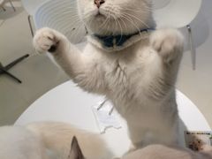 -怪兽屋·羊驼·猫咖·狗咖(俊华广场店)