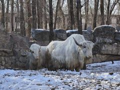 -北京野生动物园
