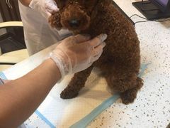 -宠爱国际动物医院·消化内科·心肾内科·ISFM猫友好(望京店)