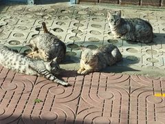 -西霞口神雕山野生动物世界