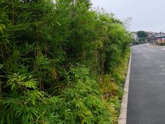 -空港花田景区