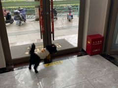 -瑞鹏宠物医院·骨外科·心肾科·肿瘤科(九亭店)