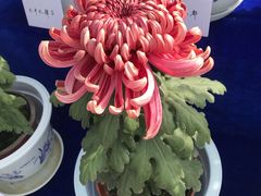 -青枫公园