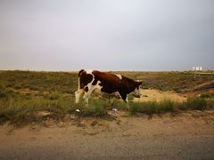 -亿利库布其七星湖沙漠生态旅游区