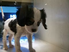 -乐宠宠物店(世纪金源店)