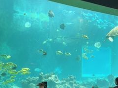 -海棠湾洲际-涛·海底餐厅·美人鱼·自助餐·海底隧道