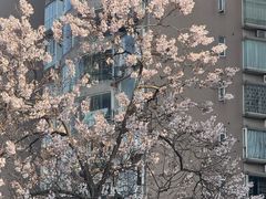 -成都市活水公园