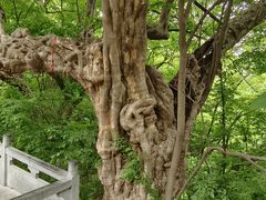 -皇藏峪国家森林公园