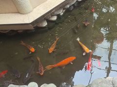 -顺峰·粤菜海鲜·早茶自助(阜成店)